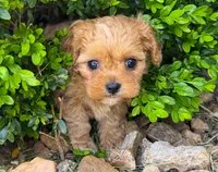 Duke, a male Cavapoo for sale in Baileyville, KS – 2 of 3