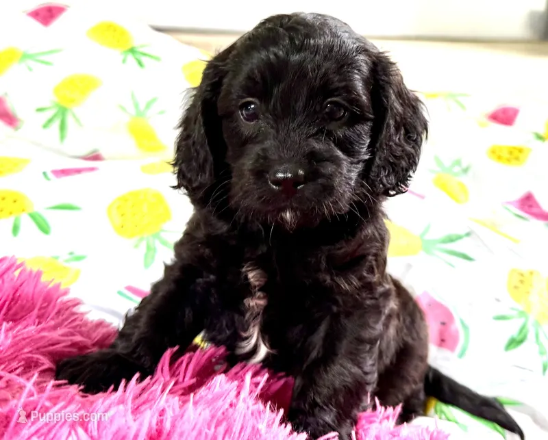 Beauty – Cavapoo puppy for sale in Baileyville, KS