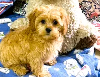 Lucas, a male Cavapoo for sale in Baileyville, KS – 4 of 8