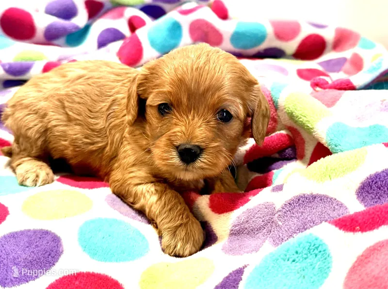 Laney – Cavapoo puppy for sale in Baileyville, KS