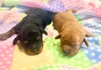 Laney, a female Cavapoo for sale in Baileyville, KS – Photo 2 of 2