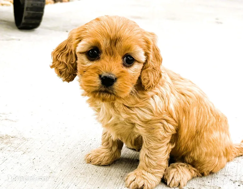 Laney – Cavapoo puppy for sale in Baileyville, KS