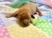 Laney, a female Cavapoo for sale in Baileyville, KS – Photo 1 of 2