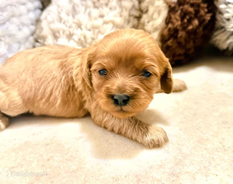 Laney – Cavapoo puppy for sale in Baileyville, KS