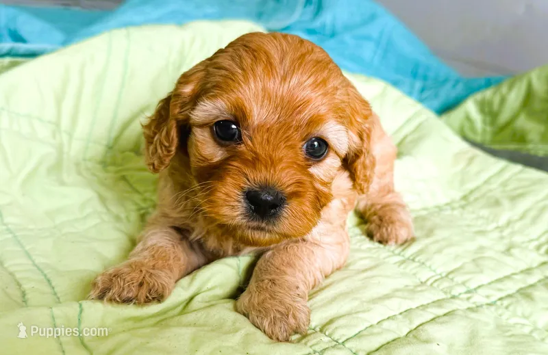 Laney – Cavapoo puppy for sale in Baileyville, KS