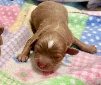 Tagen, a male Cavapoo for sale in Baileyville, KS – Photo 2 of 2