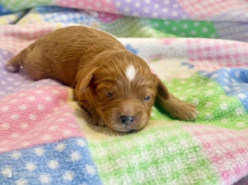 Tagen – Cavapoo puppy for sale in Baileyville, KS