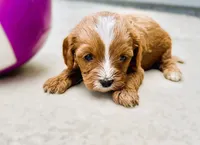 Tagen, a male Cavapoo for sale in Baileyville, KS – Photo 5 of 6