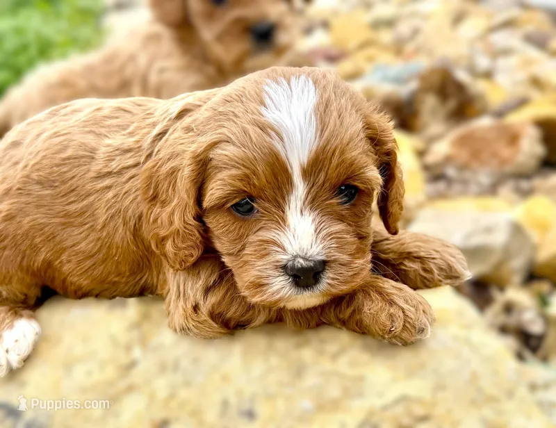 Tagen – Cavapoo puppy for sale in Baileyville, KS