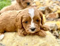 Tagen, a male Cavapoo for sale in Baileyville, KS – Photo 3 of 6