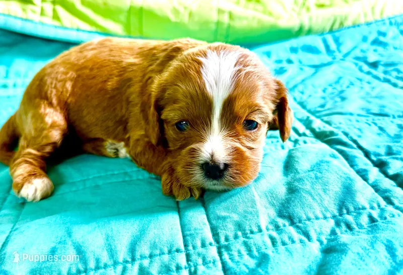 Tagen – Cavapoo puppy for sale in Baileyville, KS