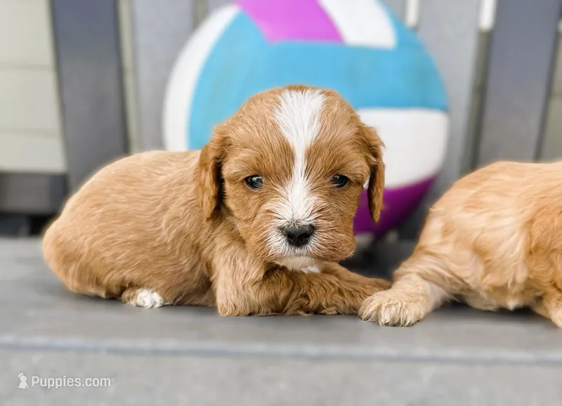 Tagen – Cavapoo puppy for sale in Baileyville, KS