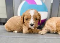 Tagen, a male Cavapoo for sale in Baileyville, KS – Photo 4 of 6