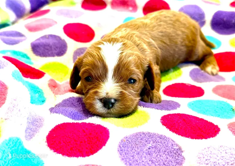 Tagen – Cavapoo puppy for sale in Baileyville, KS