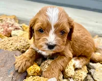 Tagen, a male Cavapoo for sale in Baileyville, KS – Photo 2 of 6