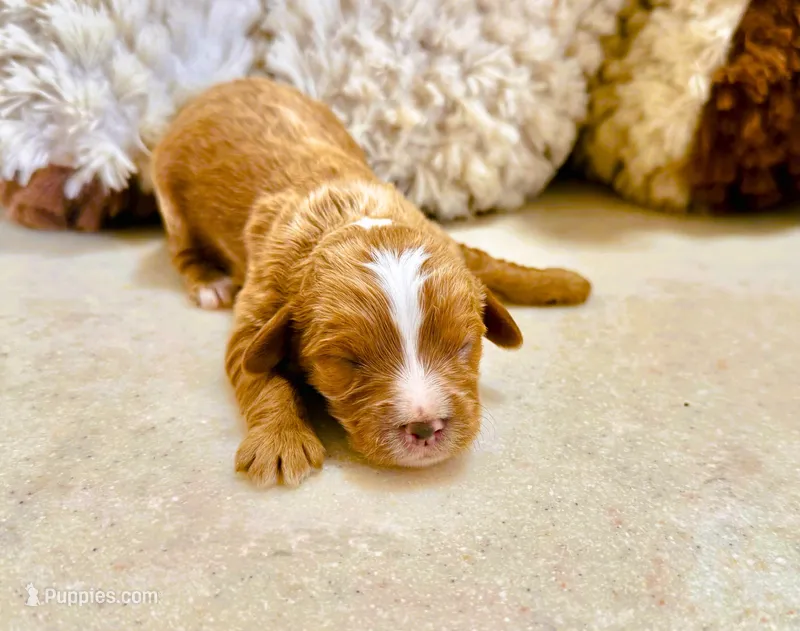 Tagen – Cavapoo puppy for sale in Baileyville, KS