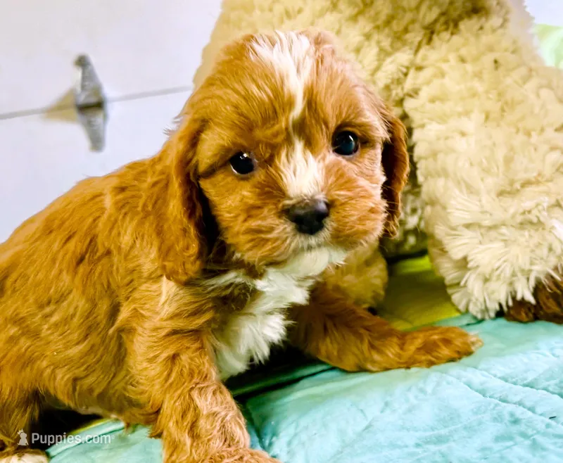 Tagen – Cavapoo puppy for sale in Baileyville, KS