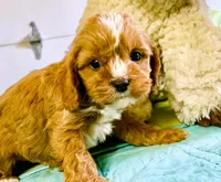 Tagen, a male Cavapoo for sale in Baileyville, KS – Photo 1 of 6
