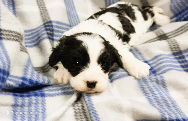Duke – Cavachon puppy for sale in Baileyville, KS