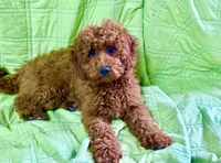 Grace, a female Miniature Labradoodle for sale in Baileyville, KS – 1 of 1