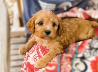 Harper, a female Cavapoo for sale in Baileyville, KS – 4 of 7