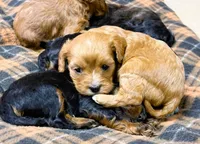 Lucy, a female Cavapoo for sale in Baileyville, KS – 4 of 4