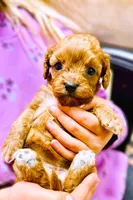 Macy, a female Cavapoo for sale in Baileyville, KS – 2 of 2