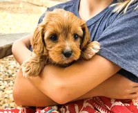 Harper, a female Cavapoo for sale in Baileyville, KS – 5 of 7