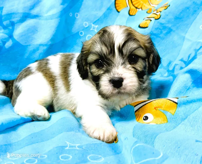 Tye – Cavachon puppy for sale in Baileyville, KS