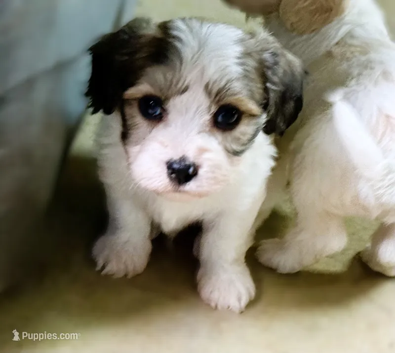Max – Cavachon puppy for sale in Baileyville, KS