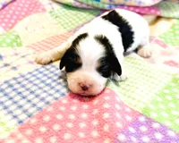 Sophie, a female Cavachon for sale in Baileyville, KS – 2 of 2