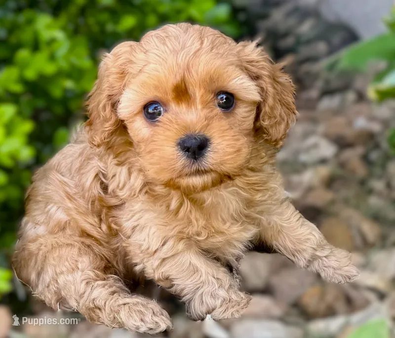 Lucas – Cavapoo puppy for sale in Baileyville, KS