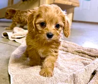 Ryder, a male Cavapoo for sale in Baileyville, KS – 2 of 7