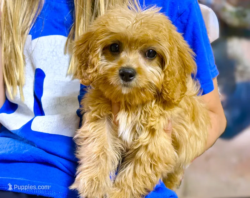 Tobie – Cavapoo puppy for sale in Baileyville, KS