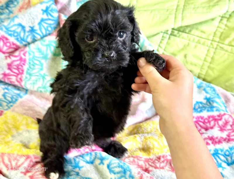Misty – Cavapoo puppy for sale in Baileyville, KS