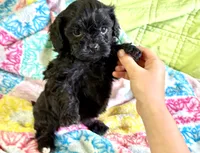 Misty, a female Cavapoo for sale in Baileyville, KS – 1 of 6