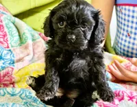 Misty, a female Cavapoo for sale in Baileyville, KS – 4 of 6
