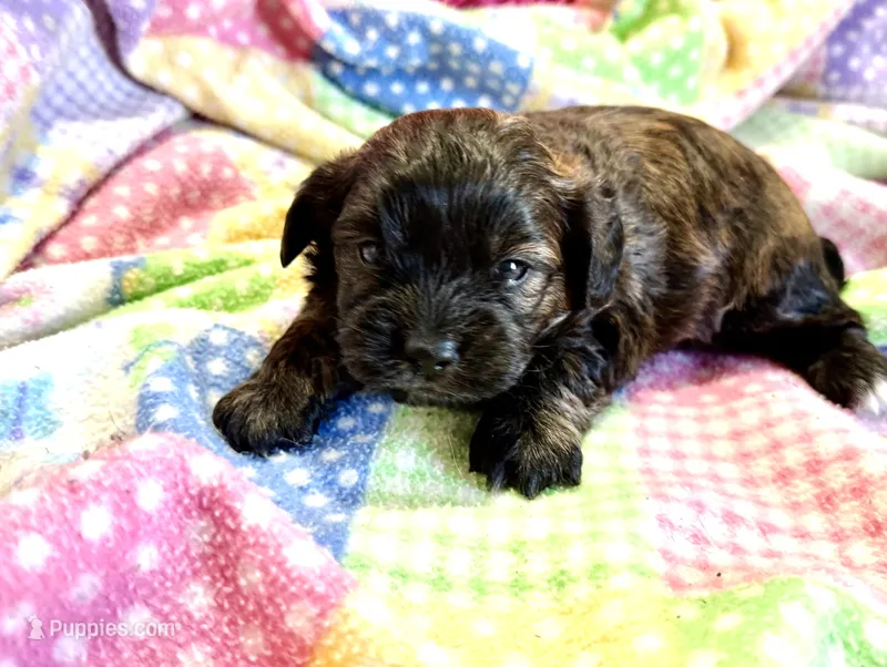 Bo – Shihpoo puppy for sale in Baileyville, KS