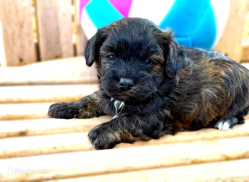 Bo – Shihpoo puppy for sale in Baileyville, KS