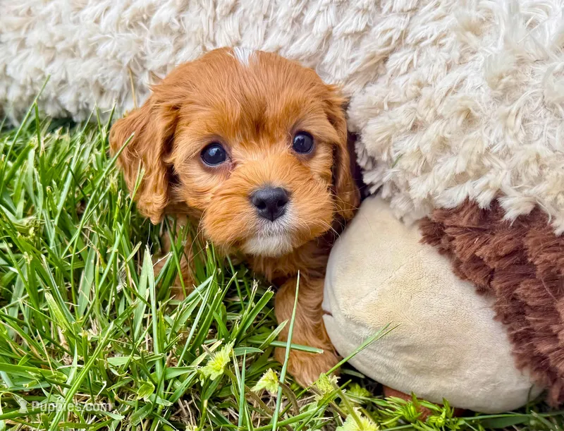 Tye – Cavapoo puppy for sale in Baileyville, KS