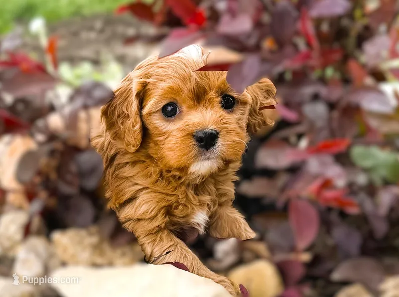 Tye – Cavapoo puppy for sale in Baileyville, KS