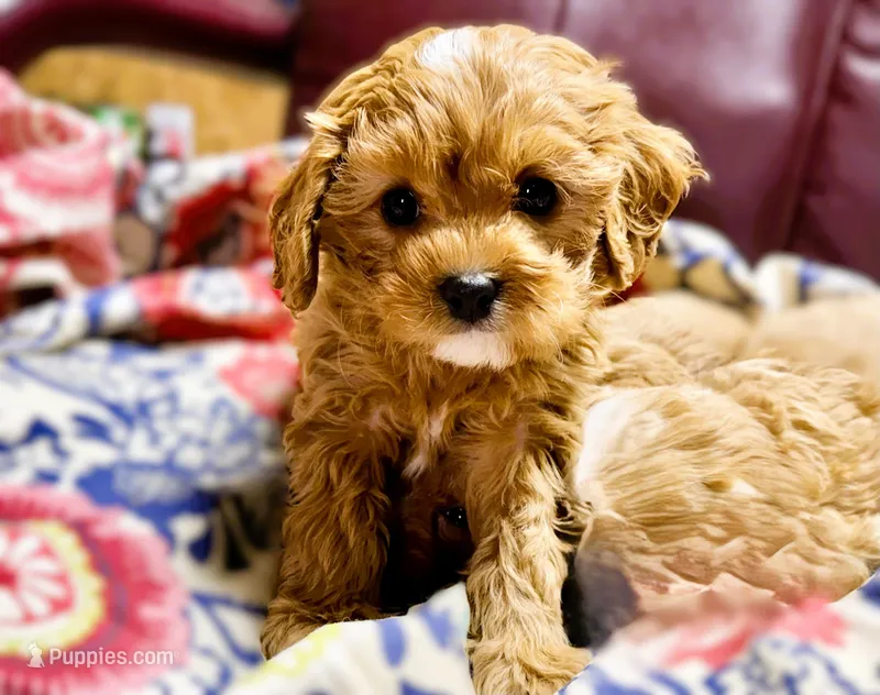 Tye – Cavapoo puppy for sale in Baileyville, KS