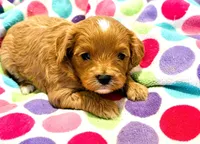 Tye, a male Cavapoo for sale in Baileyville, KS – Photo 2 of 3