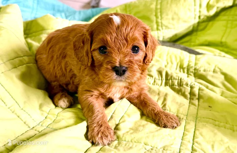 Tye – Cavapoo puppy for sale in Baileyville, KS