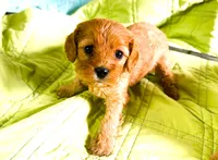 Tye, a male Cavapoo for sale in Baileyville, KS – Photo 3 of 3