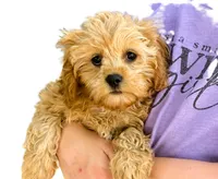 Lucas, a male Cavapoo for sale in Baileyville, KS – 1 of 8