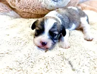 Macy, a female Cavachon for sale in Baileyville, KS – 1 of 1