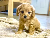 Ryder, a male Cavapoo for sale in Baileyville, KS – 5 of 7