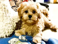 Lucas, a male Cavapoo for sale in Baileyville, KS – 8 of 8