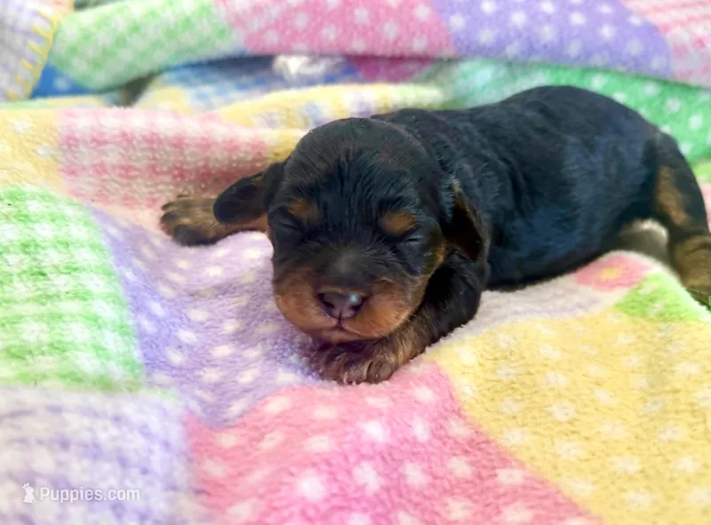 Layla – Cavapoo puppy for sale in Baileyville, KS